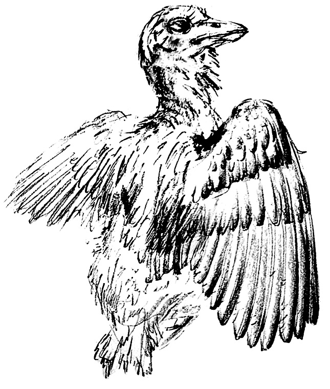 煎饼鸟标本死亡姿势图（绘图：张宗达）.jpg
