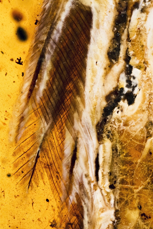 煎饼鸟羽毛特写（供图：邢立达）.jpg