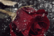 u=2669944979,3662002345&fm=27&gp=0.jpg.gif