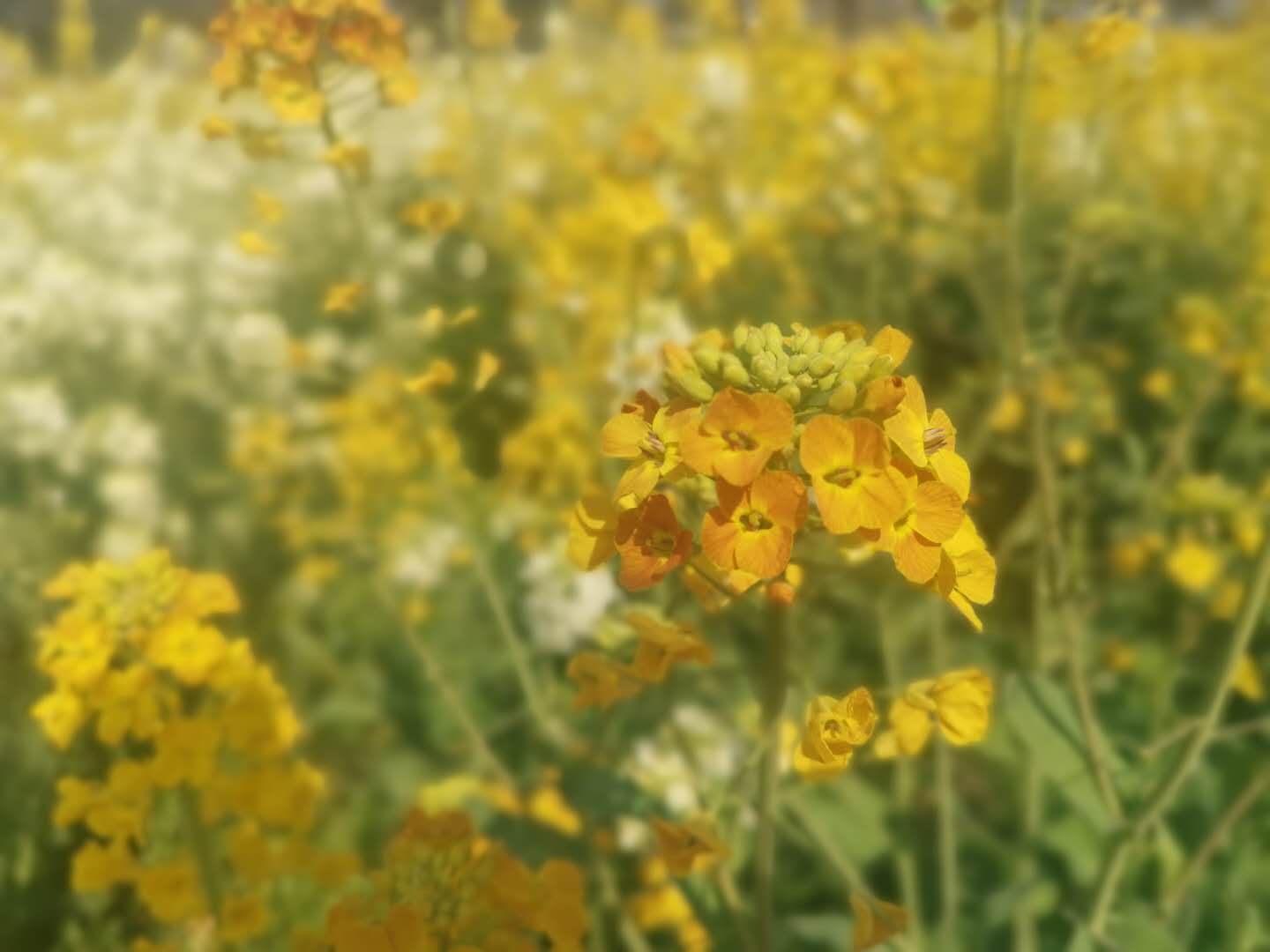 花1.jpg