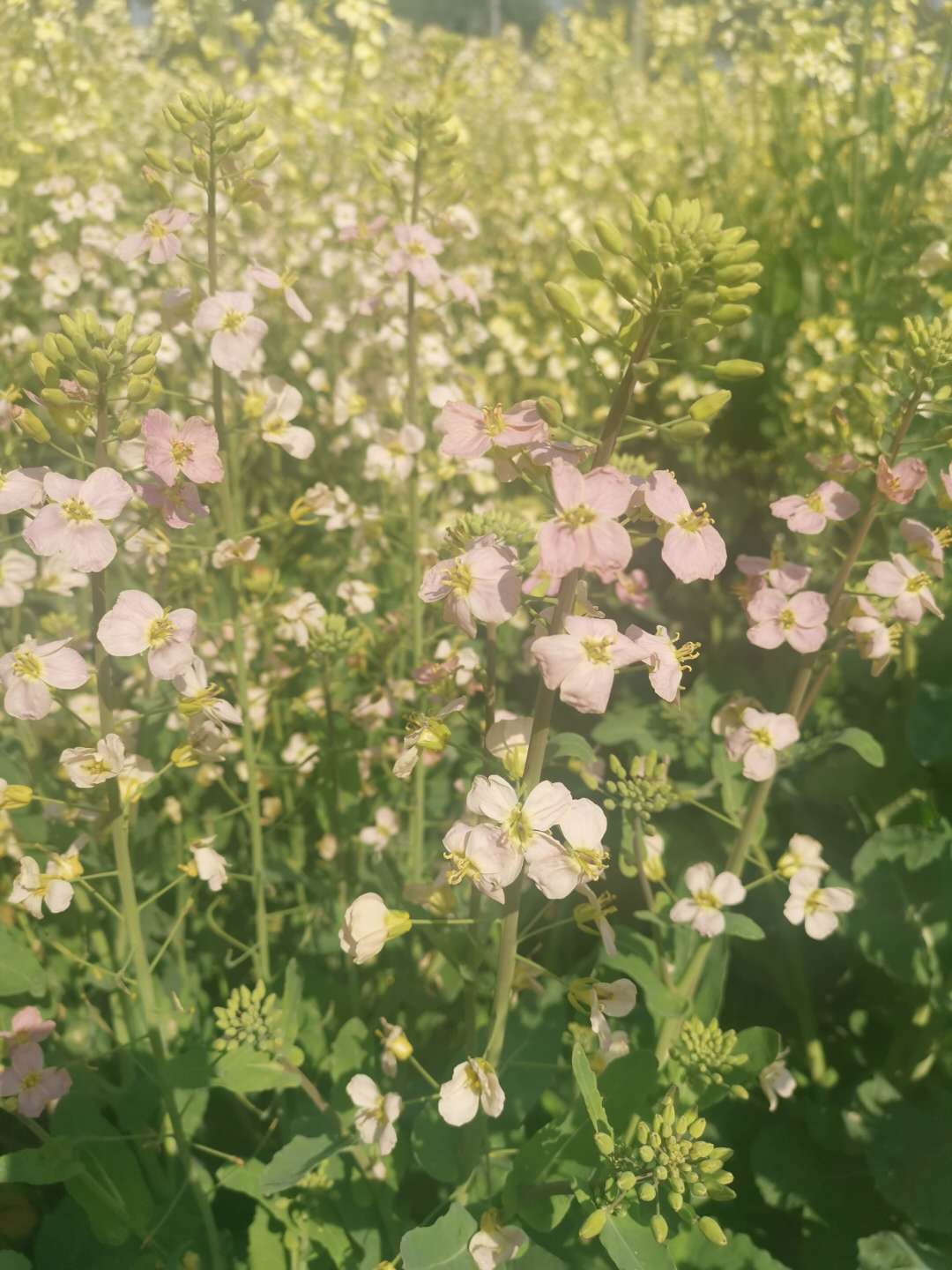花2.jpg