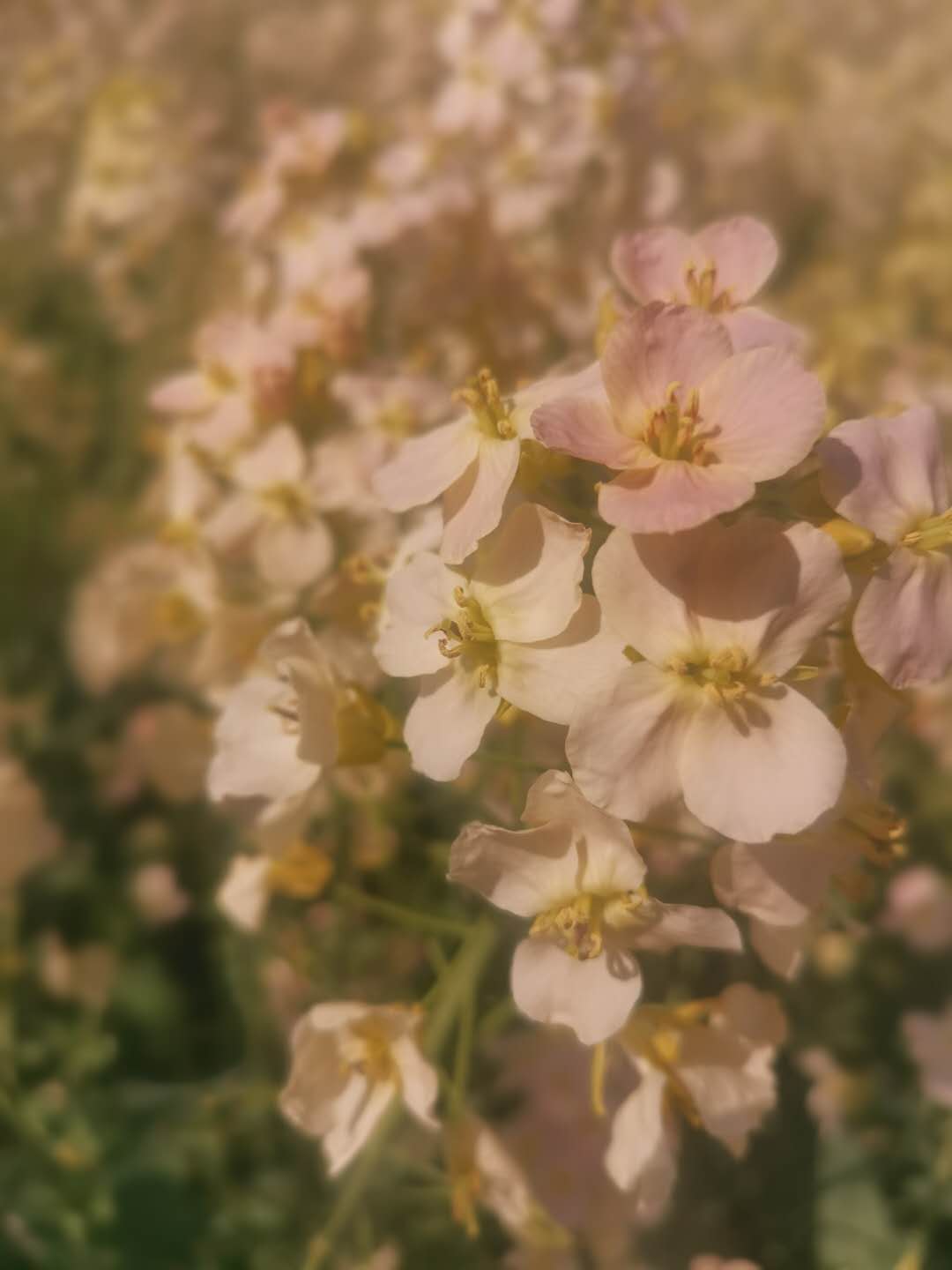花3.jpg