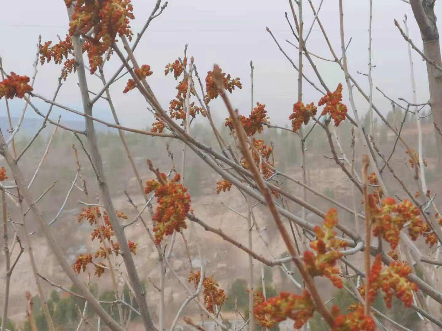 何频：春分前，山区黄楝树开花.jpg