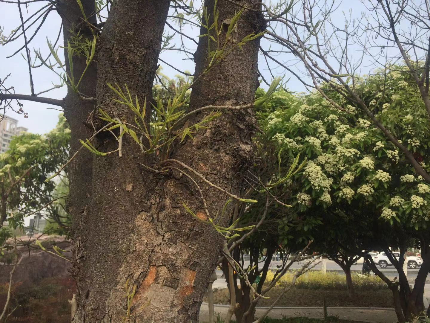 何频：清明时节，郑州黄楝树发嫩芽即黄连头.jpg