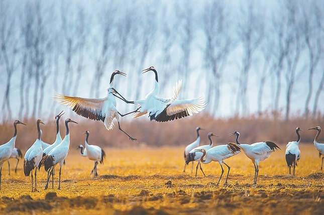 丹顶鹤 陈建强摄.jpg 丹顶鹤 陈建强摄.jpg