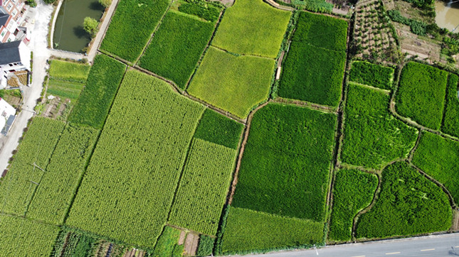 nei  d937e1459301a_副本.jpg