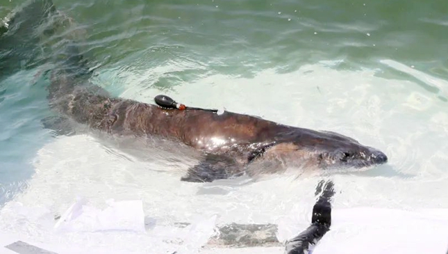 ▲ 佩戴卫星标记的中华鲟。摄影：郑斌.jpg