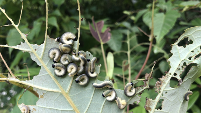 nei 17141147_副本.png nei 17141147_副本.png