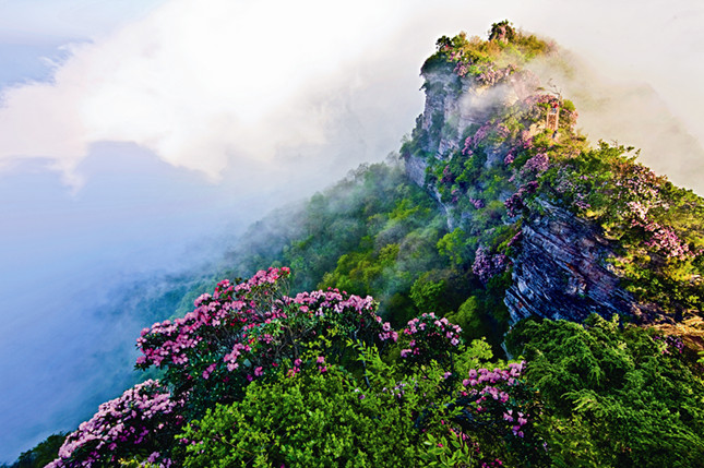 光雾山十景云岭花海_副本.jpg
