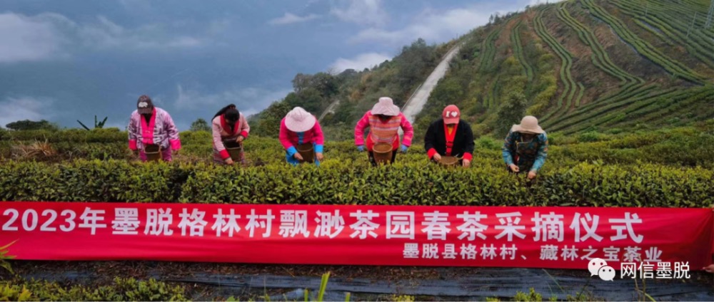 茶园.jpg